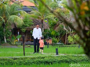 Makan Siang di Ubud, Jokowi Temani Jan Ethes Main di Tepi Sawah Makan Siang di Ubud, Jokowi Temani Jan Ethes Main di Tepi Sawah