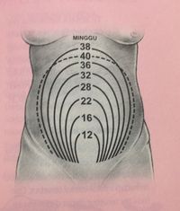Hitung Usia Kehamilan Berdasarkan Tinggi Rahim