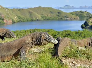 5 Hal Tentang Pulau Komodo yang Harus Diketahui 5 Hal Tentang Pulau Komodo yang Harus Diketahui