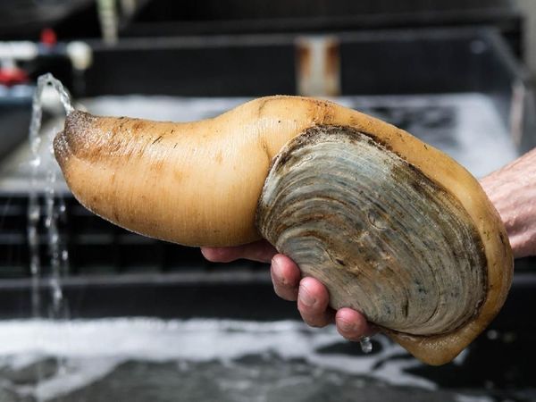 Uniknya Aneka Jenis Kerang, Ada yang Mungil dan Super Besar