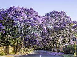 Pohon Jacaranda - Homecare24