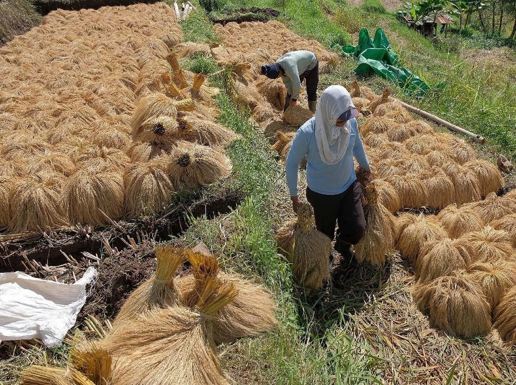 Pemerintah Bidik Milenial Jadi Petani Pemerintah Bidik Milenial Jadi Petani