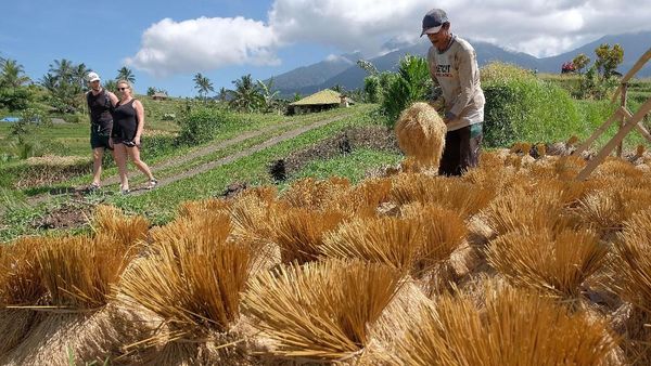 Panen Raya di Jatiluwih Jadi Objek Wisata