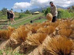 Pariwisata Diguncang Corona, Bali Genjot Ekspor Hasil Pertanian