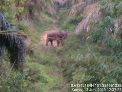 Belasan Gajah Liar Masuk ke Perbatasan Kota Pekanbaru