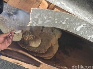 Lebah Bersarang dan Serang Warga Probolinggo, Petugas Bertindak