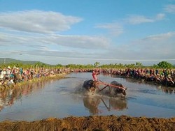 Sumbawa Pakai Barapan Kerbau Untuk Silaturahmi