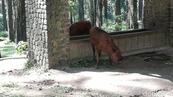 37+ Hewan bison di indonesia info