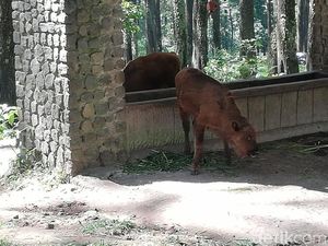 Melihat 3 Anak Bison yang Menggemaskan di Pasuruan