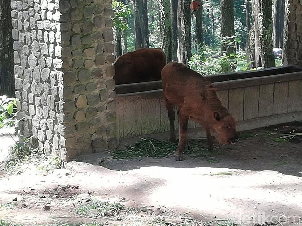 Melihat 3 Anak Bison yang Menggemaskan di Pasuruan Melihat 3 Anak Bison yang Menggemaskan di Pasuruan