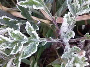 Video Penampakan Dataran Tinggi Dieng Membeku