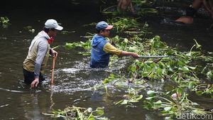 Bersihkan Eceng Gondok, Pasukan Biru Nyemplung ke Sungai