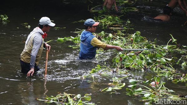Bersihkan Eceng Gondok, Pasukan Biru Nyemplung ke Sungai
