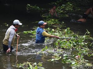 Bersihkan Eceng Gondok, Pasukan Biru Nyemplung ke Sungai