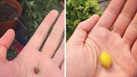 Kurang Beruntung! Orang-orang Ini Dapat Makanan yang Tak Sesuai Harapan