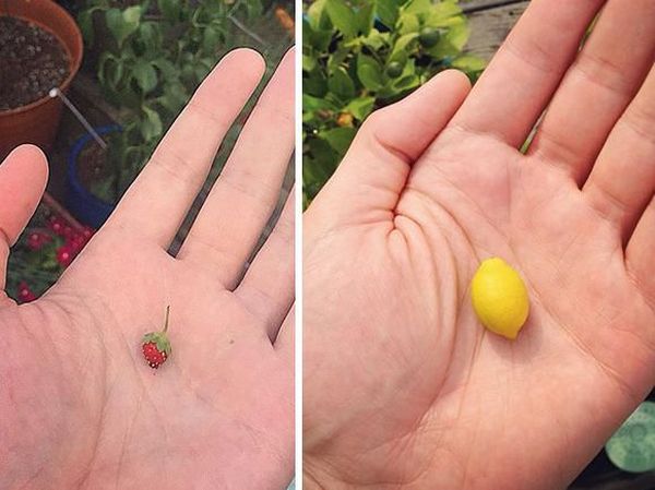 Kurang Beruntung! Orang-orang Ini Dapat Makanan yang Tak Sesuai Harapan
