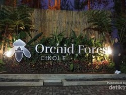 Hutan yang Indah di Bandung Saat Malam