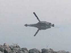 Keluar Dari Sungai, Kepala Buaya Ini Tertancap Pisau