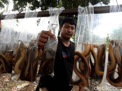 Geliat Penjualan Belut Sawah di Tangerang