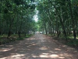 Pemerintah Terus Berupaya Dongkrak Harga Karet