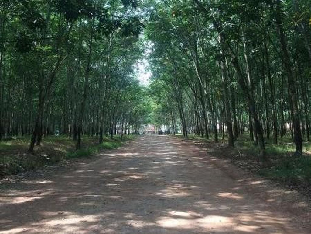 Pemerintah Terus Berupaya Dongkrak Harga Karet Pemerintah Terus Berupaya Dongkrak Harga Karet