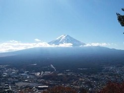 Cerita Dendam Kelinci Terhadap Rakun dari Jepang