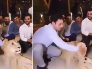 Tampar Muka Singa Pakai Kue Ulang Tahun, Pria Ini Dikritik Pedas