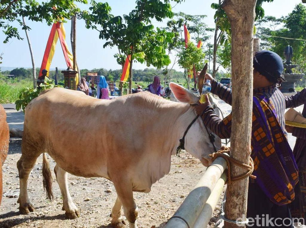 Gumbregan di Gunungkidul, Sapi Diberi Makan Ketupat Gumbregan di Gunungkidul, Sapi Diberi Makan Ketupat