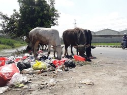 Duh! Sampah Berceceran di Pinggir Kali Irigasi Bekasi Jadi Pangan Sapi