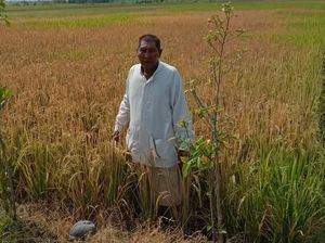 Padi Siap Panen di Lamongan Mengering Disemprot Obat Rumput, Ulah Siapa? Padi Siap Panen di Lamongan Mengering Disemprot Obat Rumput, Ulah Siapa?