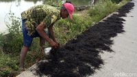 Melihat Aktivitas Warga Muara Gembong Menjemur Rumput Laut