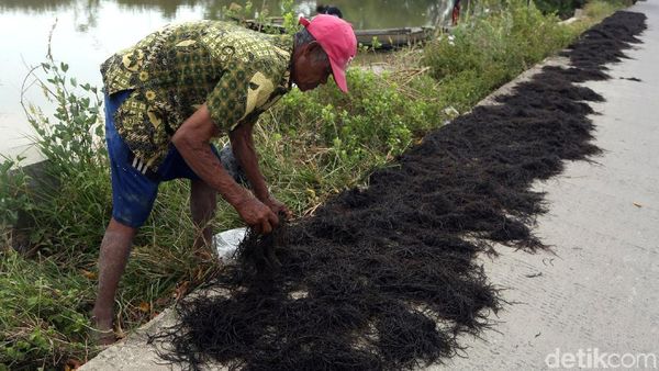 Melihat Aktivitas Warga Muara Gembong Menjemur Rumput Laut