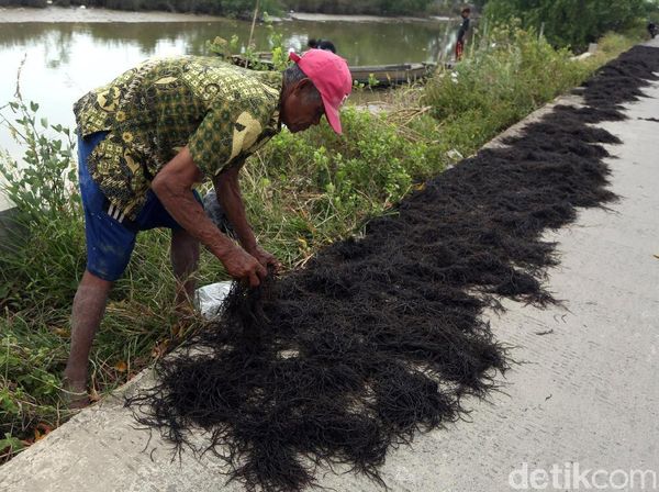 Melihat Aktivitas Warga Muara Gembong Menjemur Rumput Laut