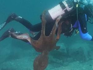Ngeri! Diver Ini Ditarik Gurita Raksasa di Dasar Laut Ngeri! Diver Ini Ditarik Gurita Raksasa di Dasar Laut