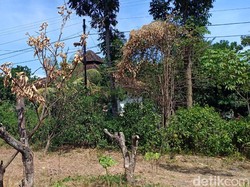 Selain Padi Puso, Kekeringan Magetan Juga Matikan 80 Ribu Pohon Jeruk