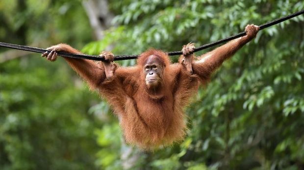 This picture taken on June 18, 2019 shows a young Sumatran orangutan named Elaine swinging on a line at the forest reserve in Jantho. - Five-year-old Elaine and another four-year-old primate spent nearly two years learning to fend for themselves at a rehabilitation centre and “forest school” before being returned to the wild at Pinus Jantho Forest Reserve. (Photo by CHAIDEER MAHYUDDIN / AFP)