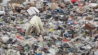 Miris, Beruang Kutub Mengais Sampah Demi Makanan di Siberia