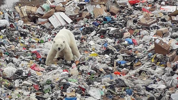 Miris, Beruang Kutub Mengais Sampah Demi Makanan di Siberia