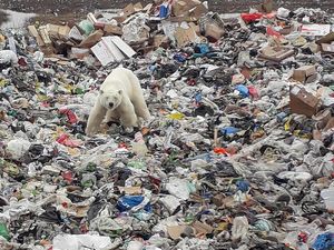 Miris, Beruang Kutub Mengais Sampah Demi Makanan di Siberia Miris, Beruang Kutub Mengais Sampah Demi Makanan di Siberia