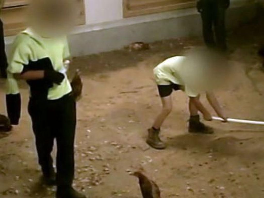 Penyiksaan Ayam di Peternakan Australia Terekam Kamera Penyiksaan Ayam di Peternakan Australia Terekam Kamera