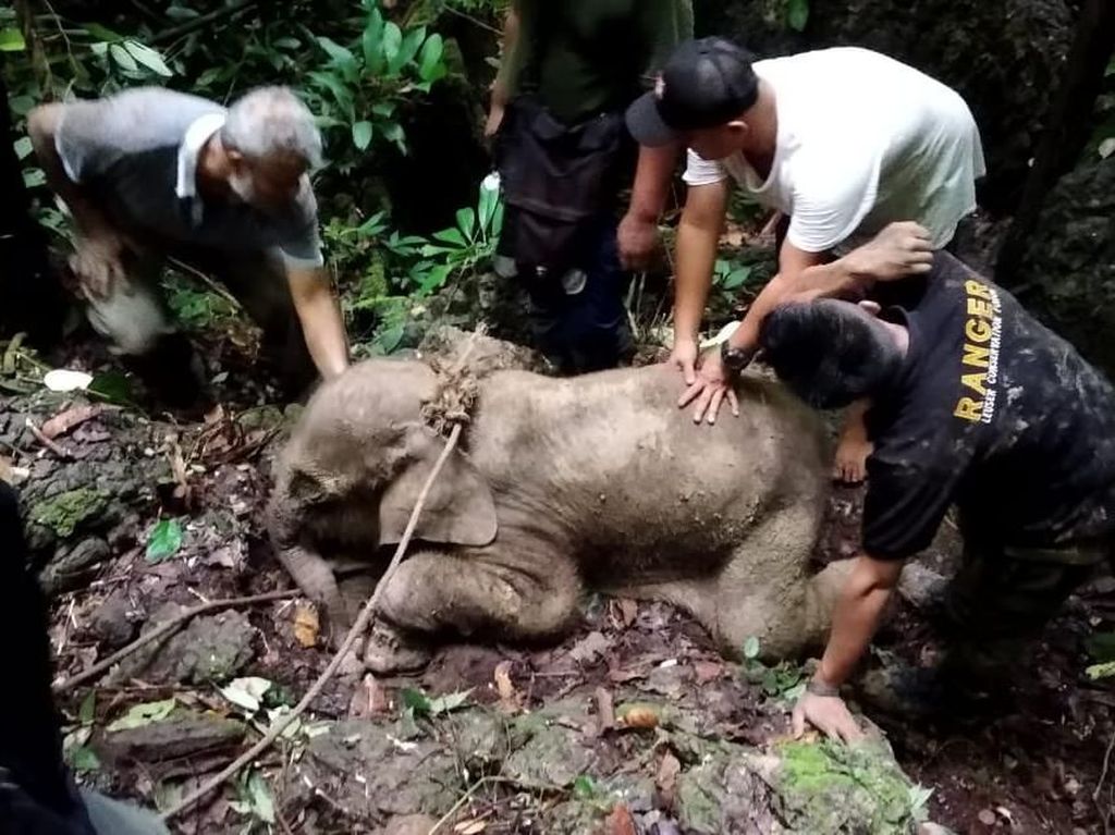 Terkena Jerat, Anak Gajah di Aceh Timur Luka Parah Terkena Jerat, Anak Gajah di Aceh Timur Luka Parah