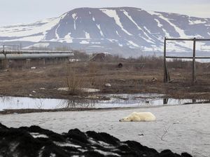 Fenomena Panas Panjang di Siberia, Terjadi 80.000 Tahun Sekali Fenomena Panas Panjang di Siberia, Terjadi 80.000 Tahun Sekali
