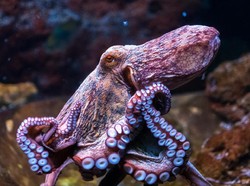 Kecerdasan Gurita Menyimpan Misteri bagi Para Ilmuwan, Kok Bisa?