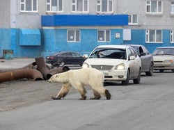 Kasihan! Tersesat dan Kelaparan, Beruang Kutub Berkeliaran di Tengah Kota