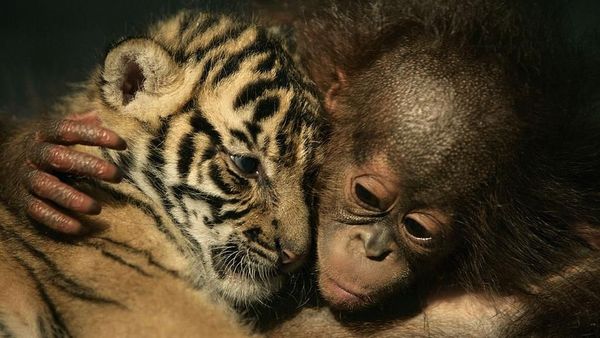 Ragam Cara Menggemaskan Hewan Saat Tunjukkan Kasih Sayang