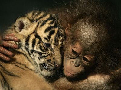 Ragam Cara Menggemaskan Hewan Saat Tunjukkan Kasih Sayang