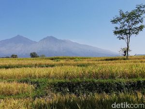 Hutan Gunung Arjuno Terus Terjadi Kerusakan, Resapan Air Berkurang