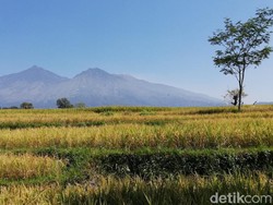 Hutan Gunung Arjuno Terus Terjadi Kerusakan, Resapan Air Berkurang