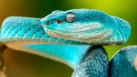 Wow! Foto Makro Ular Berbisa Ini Diambil dari Reno 10x Zoom
