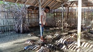 Potret Penyu Diinjak-injak di Pusat Konservasi di Tanjung Benoa
